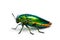 Closeup Jewel beetle