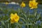 Closeup of a jonquil. Closeup of a daffodil. Flower field with jonquils. Flower field with daffodils. Field of yellow flowers