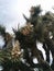 Closeup of Joshua tree blooming with pods