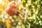 Closeup of juicy ripe pomegranate on the farm - rich harvest in the fall