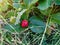 Closeup of a Juicy Strawberry Amidst Verdant Foliage: Summer\'s Tale from a Garden in August, A Mix of Red and Green Colors