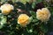 Closeup of Julia Child yellow roses in bloom