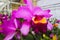 Closeup Jumbo pink orchid flowers with green leaf