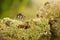 Closeup Jumping spider, known as Philaeus chrysops, on moss green near water