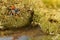 Closeup Jumping spider, known as Philaeus chrysops, stand over water on moss green.