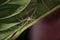 Closeup of Jumping Spider Mopsus mormon under green leaf