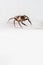 Closeup Jumping Spider white background