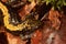Closeup on a juveile North American Longtoed salamander, Ambystoma macrodactylum