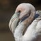 Closeup of a Juvenile American Flamingo - Floreana Island, Galapagos