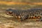 Closeup on a juvenile Balkan crested newt, Triturus ivanbureschi, sitting on a peice of wood