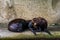 Closeup of a juvenile california sea lion couple, Eared seal specie from America