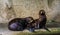 Closeup of a juvenile california sea lion couple together, social seal behavior, Eared seal specie from America