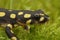 Closeup of a juvenile of the endangered yellow-spotted or Lake Urmia newt , Neurergus crocatus