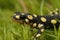 Closeup of a juvenile of the endangered yellow-spotted or Lake Urmia newt , Neurergus crocatus on green moss