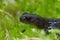 Closeup of a juvenile Ezo or Hokkaido salamander, Hynobius retar