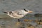 Closeup of a Juvenile Greater Crested Tern at  Busaiteen coast of Bahrain