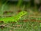 Closeup of Juvenile green iguana on grass in Florida neighborhood, USA