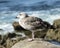 Closeup juvenile Herring Gull