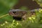 Closeup on a juvenile Japanese endemic Hokkaido salamander, Hynb