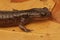 Closeup on a juvenile Japanese endemic Hokkaido salamander, Hynb