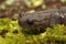 Closeup on a juvenile Japanese endemic Hokkaido salamander, Hynbobius retardatus