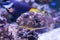 Closeup of a juvenile map puffer fish in the aquarium, tropical fish from the indian ocean