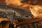 Closeup on a juvenile Mole salamander, Ambystoma talpoideum