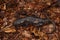 Closeup on a juvenile North-American mole salamander, Ambystoma talpoideum