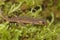 Closeup of a juvenile northern banded newt (Ommatotriton ophryticus) sitting on a plant