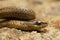 Closeup of a juvenile of the Northwestern Gartersnake , Thamnophis ordinoides in North California