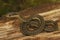 Closeup on a juvenile Northwestern Gartersnake, Thamnophis ordinoides, sitting on wood in Southern Oregon