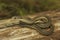 Closeup on a juvenile Northwestern Gartersnake, Thamnophis ordinoides, sitting on wood in Southern Oregon