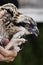 Closeup of Juvenile Osprey Held Prior to Banding