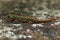 Closeup of a juvenile southern or pygmy marbled newt, Triturus pygmaeus on stone