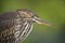 Closeup of a Juvenile Striated Heron