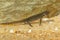 Closeup on a juvenile of the threatened Bosca newt, Lissotrito boscai from Portugal