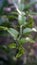 closeup of kaffir lime leaves and their thorny stems.