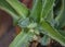 Closeup of a Kalanchoe pinnata plant