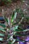 Closeup of Kalanhoe Alligator Plant Buds in Spring