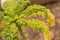 Closeup of kale plant Brassica oleracea var. sabellica L. growing in a garden in switzerland