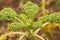 Closeup of kale plant Brassica oleracea var. sabellica L. growing in a garden in switzerland