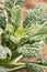 Closeup of kale plant brassica oleracea var sabellica nero di toscana growing in a garden in switzerland