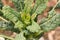 Closeup of kale plant brassica oleracea var sabellica nero di toscana growing in a garden in switzerland