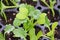 Closeup of a kale seedlings growing in starter trays