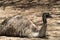 Closeup of a Kangaroo Island emu or dwarf emu (Dromaius novaehollandiae baudinianus) on the sand