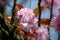 A closeup of Kanzan cherry blossom blooming in springtime.