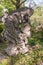 Closeup of karst rock sculpture at Humble Administrators Garden, Suzhou, China