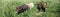 Closeup Katahdin sheep in tall grass