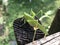 Closeup of Katydid with eggs