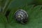 Closeup on the Kentish hairy garden snail, Monacha cantiana on a green leaf